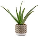 Aloe Vera im dekorativen Keramiktopf
