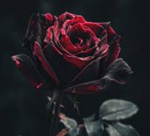 Rose Black Baccara